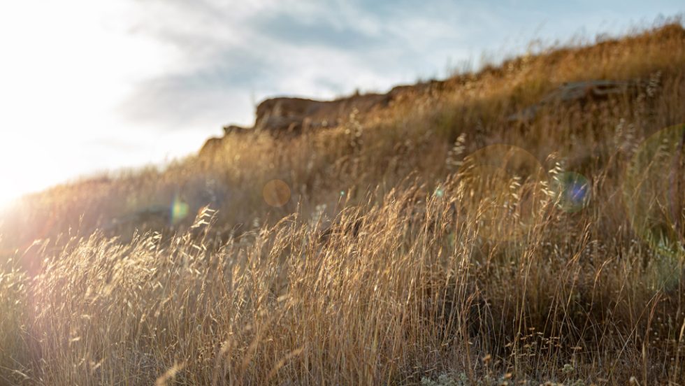 xero livadi dry grassland